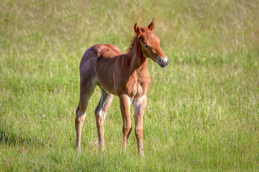 Filly in a Field 01027 Photograph by Kristina Rinell