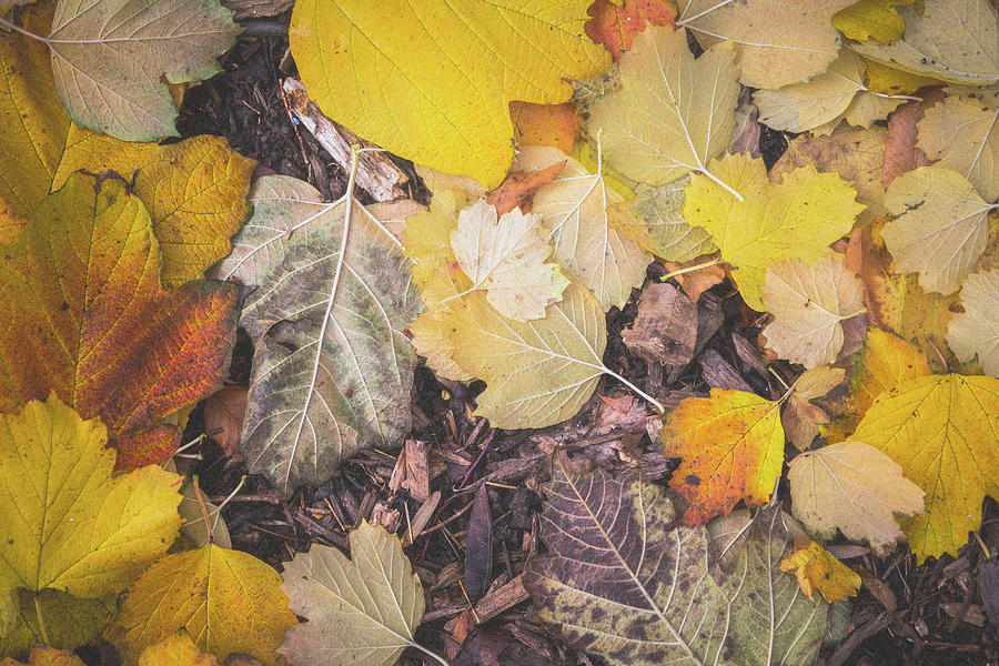 Filmic Autumn Yellows Photograph by SR Green