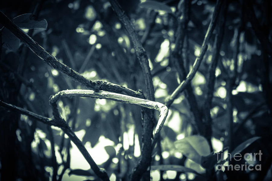 Filtered Branches Photograph