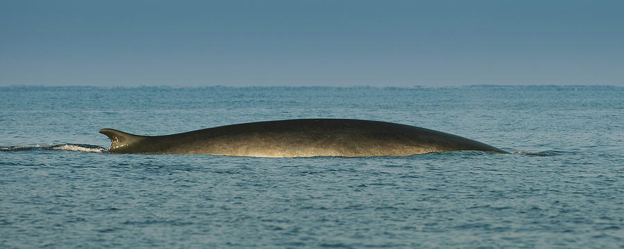 Wildlife Digital Art - Fin Whale Emerging From Water by George Karbus Photography