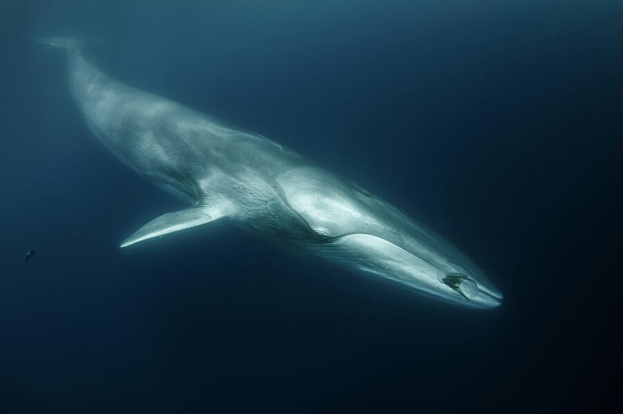 Fin Whale With Ctenophore In Front Of Its Mouth, South Photograph by ...