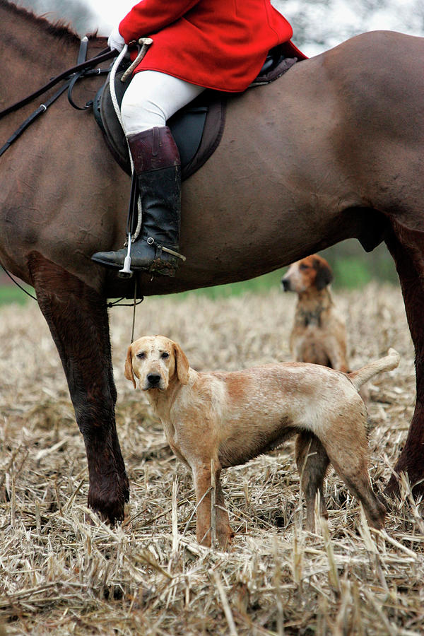 Final Day Of Legal Fox Hunting In Photograph by Matt Cardy