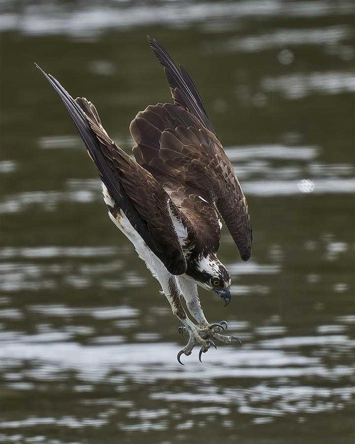 Eagle Photograph - Final Sprint by Johnny Chen