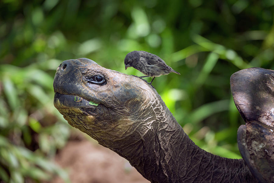 Finch Grooming Giant Tortoise Photograph by Tui De Roy