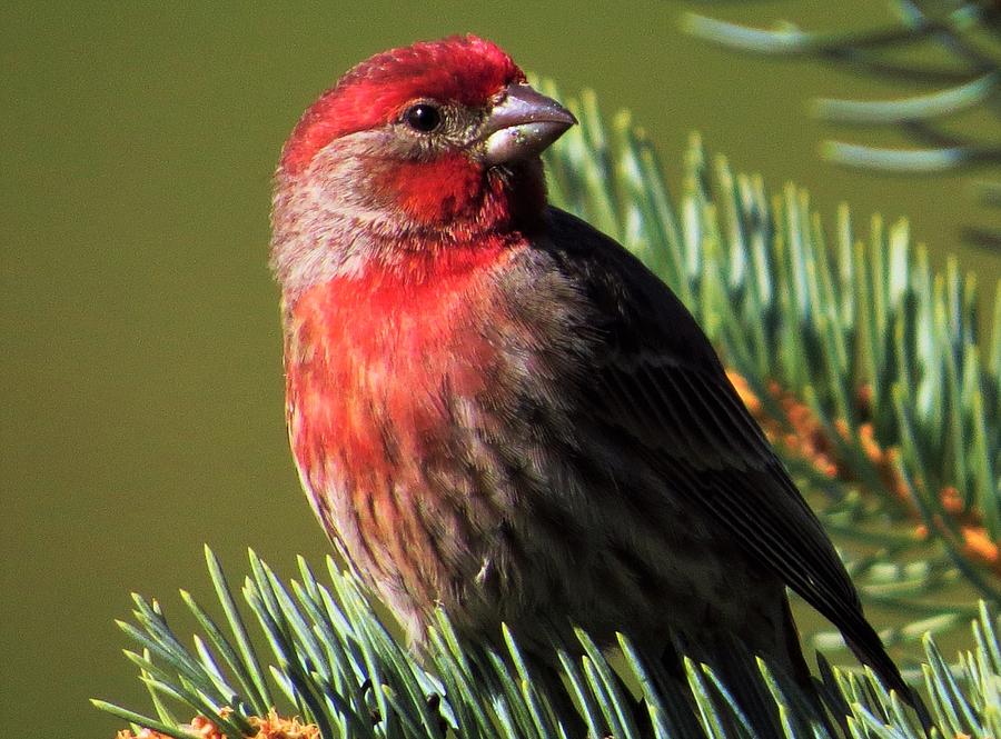 Finch in the Pine  Photograph by Lori Frisch
