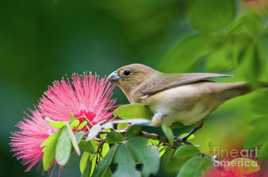Finch Picking A Red Flower Photograph by Microgen Images/science Photo Library