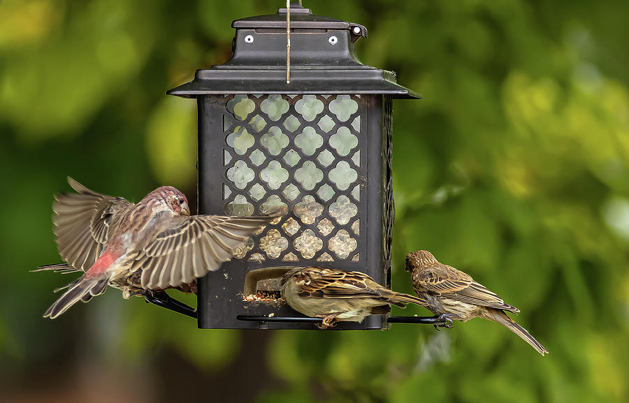 Finches and Sparrows at the Feeder Digital Art by Ed Stines