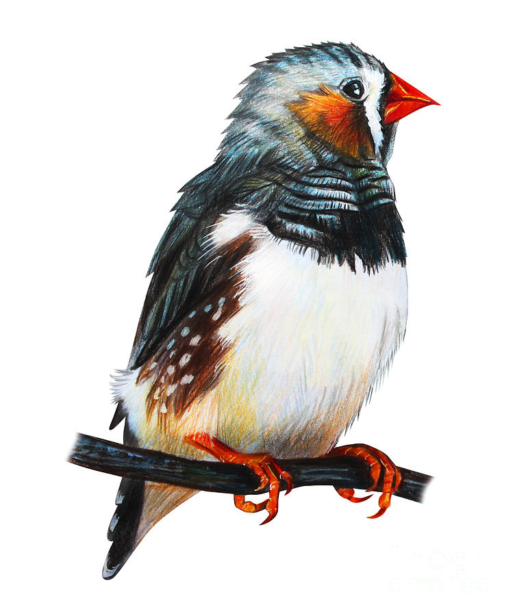 Finches Bird Drawing Taeniopygia Guttata Digital Art by Viktoriya art