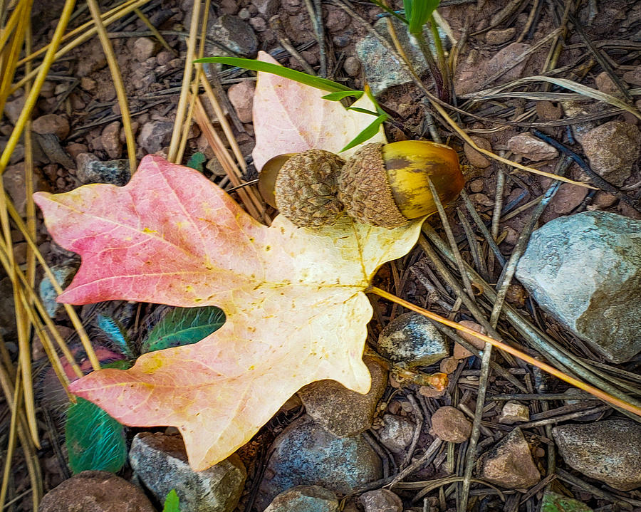 Fall Photograph - Finding Fall by Bonny Puckett Fall Photograph - Finding Fall by Bonny Puckett