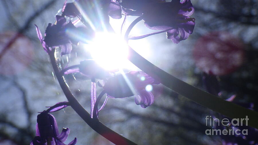 Fine Art Bluebells photo 1 by Harry Potter Fine Art Bluebells photo 1 by Harry Potter