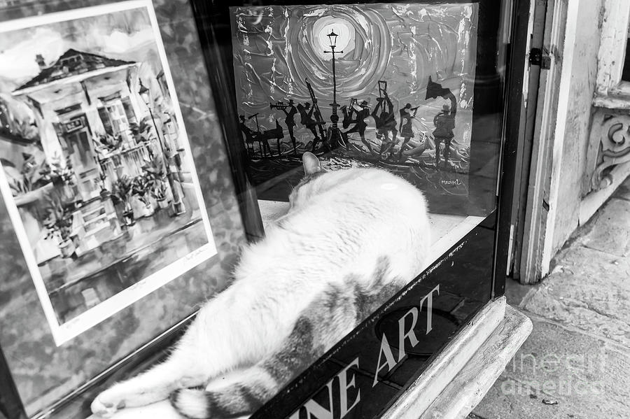 Fine Art Cat New Orleans Photograph by John Rizzuto