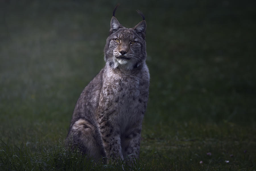 Fine Art Lynx. Photograph by Sergio Saavedra Ruiz