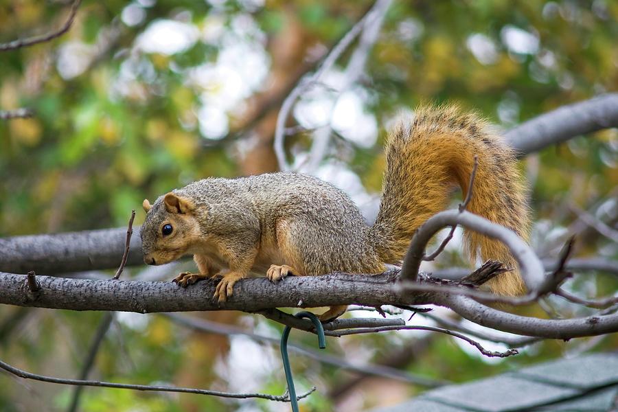 Fine Fox Squirrel Photograph by Don Northup