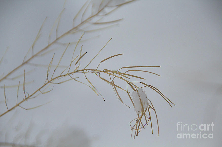 Fine Snow by Roland Stanke Fine Snow by Roland Stanke