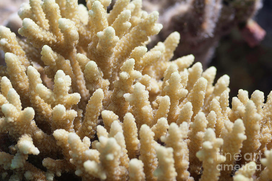 Finger Coral Photograph by Microgen Images/science Photo Library