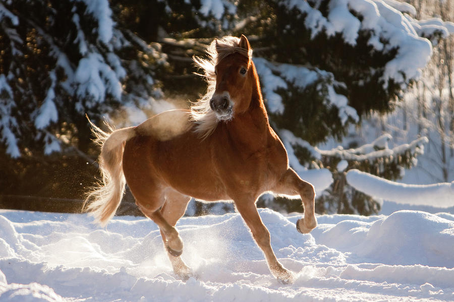 Finn Horse In Snow Photograph by Satu Pitkänen