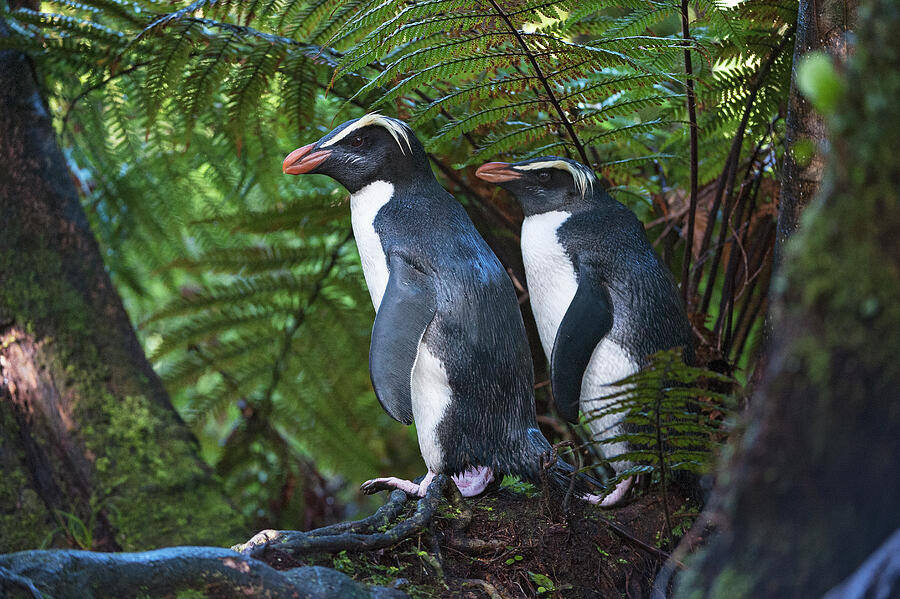 Wildlife Photograph - Fiordland Crested Penguins In Dense Coastal Forest, Lake by Mark Carwardine / Naturepl.com
