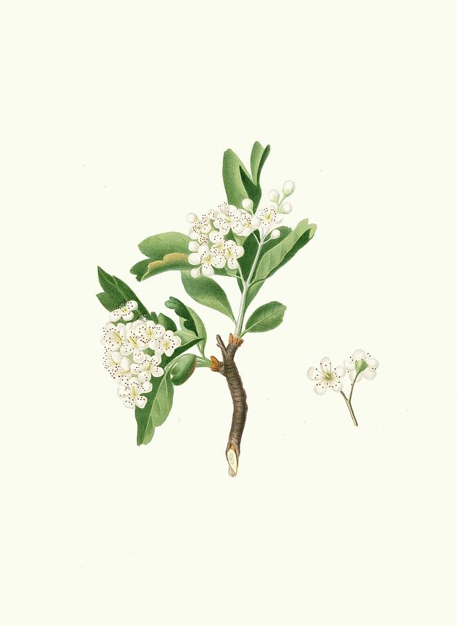 Fiore Di Lazzerolo. [hawthorn Flower] Painting by Giorgio Gallesio ...