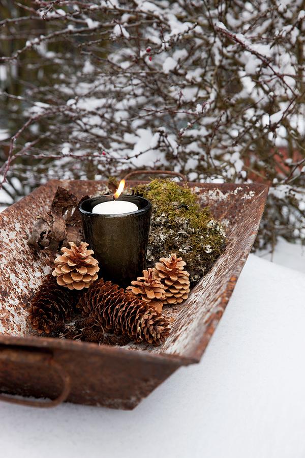 Fir Cones, Moss And Lit Candle In Glass Holder In Old Metal Trough On Snow Photograph by Sabine Lscher