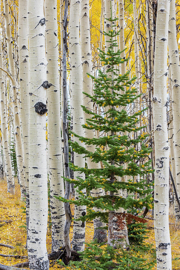 Fir Sapling In Quaking Aspen Forest Photograph by Jeff Foott