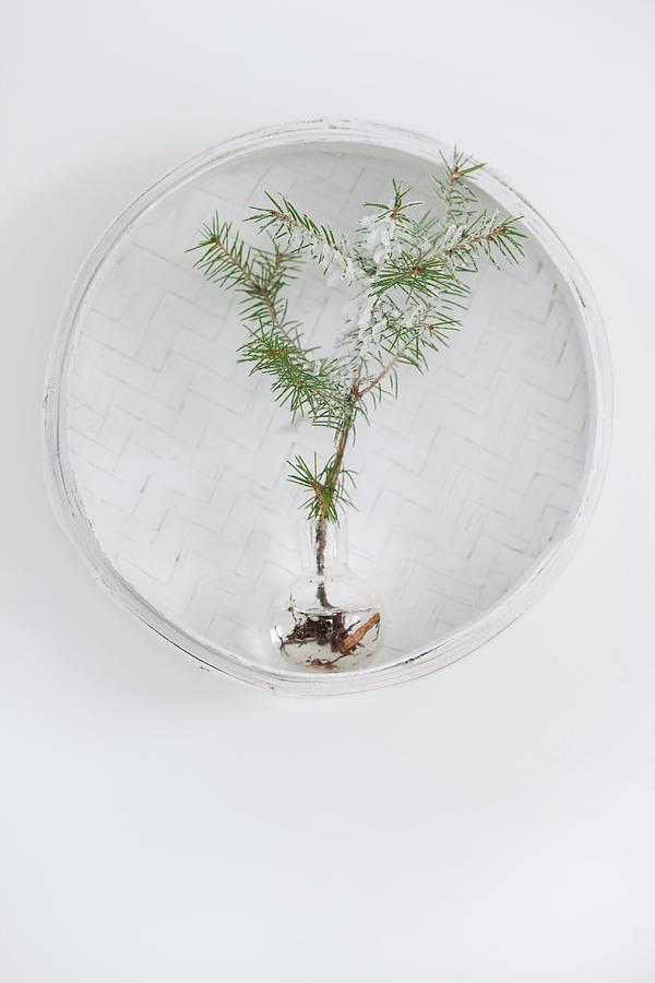 Fir Tree Seedling In Glass Vase In White Wicker Basket Hung On Wall Photograph by Annette Nordstrom