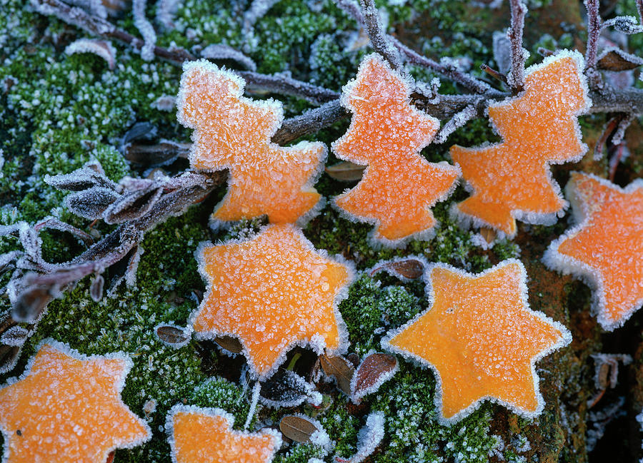 Fir Trees And Stars Made Of Gouged Out Citrus Peel Photograph by Friedrich Strauss