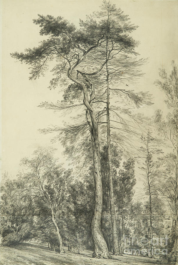Fir Trees, C.1833 Drawing by John Constable