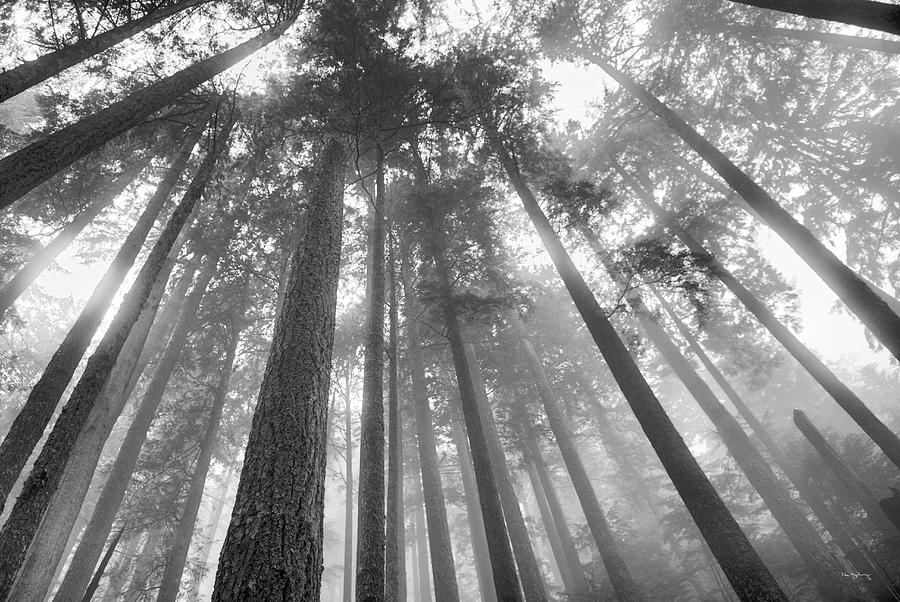 Fir Trees IIi Bw Photograph by Alan Majchrowicz - Fine Art America