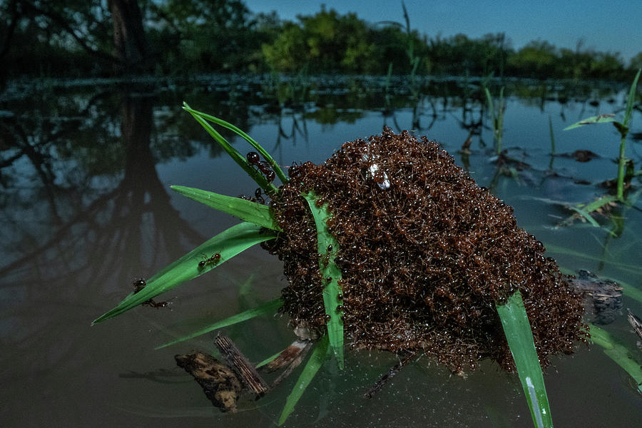 Fire Ants Swarm Making A 'raft' To Float In Water, Texas Photograph by ...