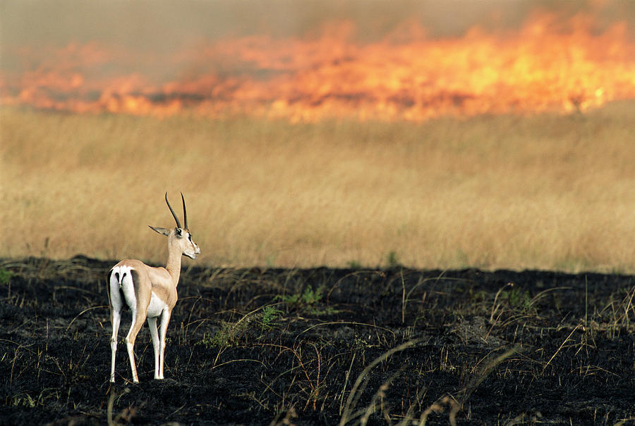 Fire Approaching Grants Gazelle Gazella Photograph by James Warwick