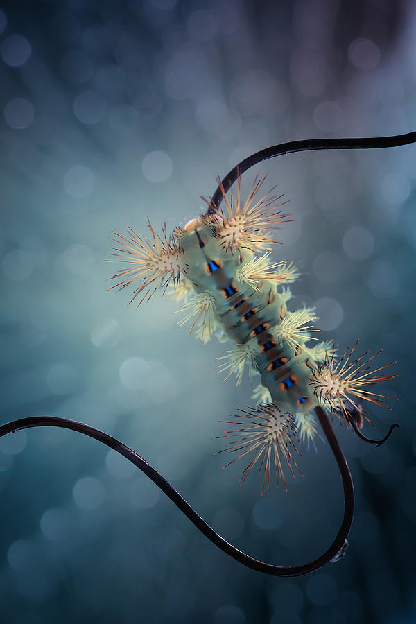 Fire Caterpillar On Branch Photograph by Abdul Gapur Dayak