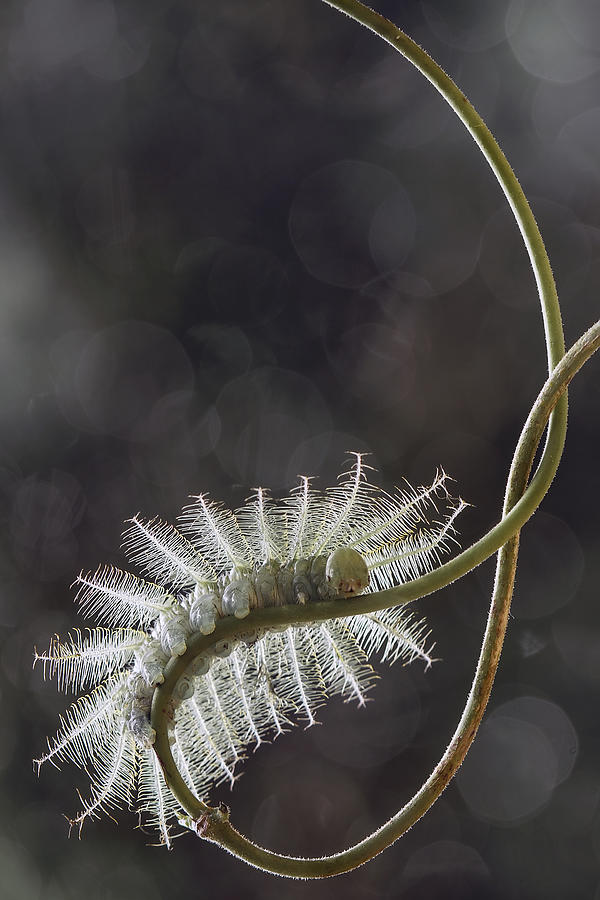 Fire Caterpillar On Unique Branch Photograph by Abdul Gapur Dayak
