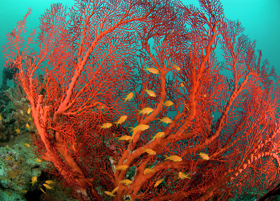 Fire Coral And Sea Goldies Photograph by Rainervonbrandis
