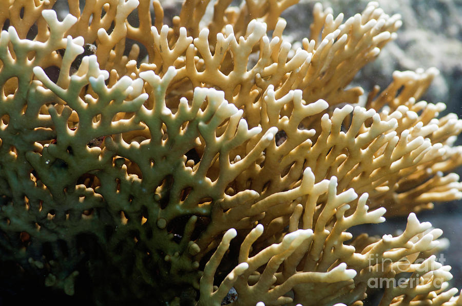 Fire Coral Photograph by Microgen Images/science Photo Library