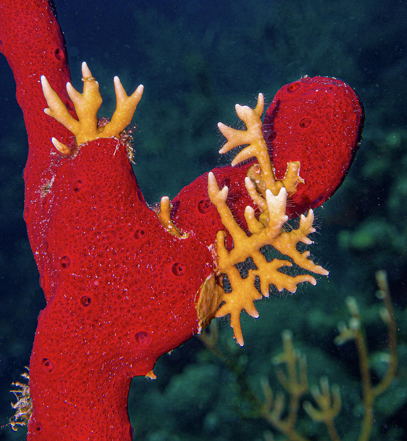 Fire Coral on Red Sponge Photograph by Jean Noren