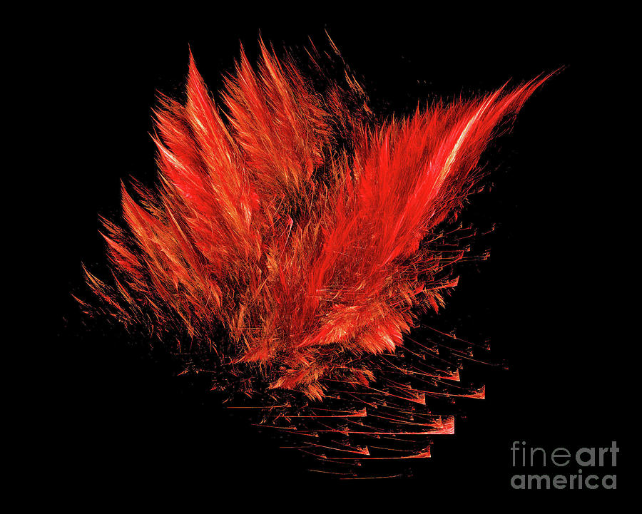 Fire Feathers Photograph by Elaine Manley
