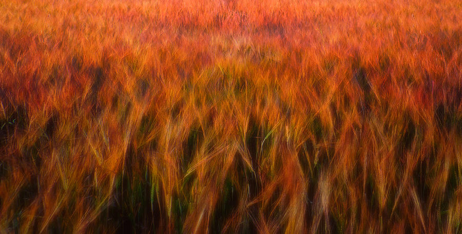 Landscape Photograph - Fire Fields by Piotr Krol (bax)