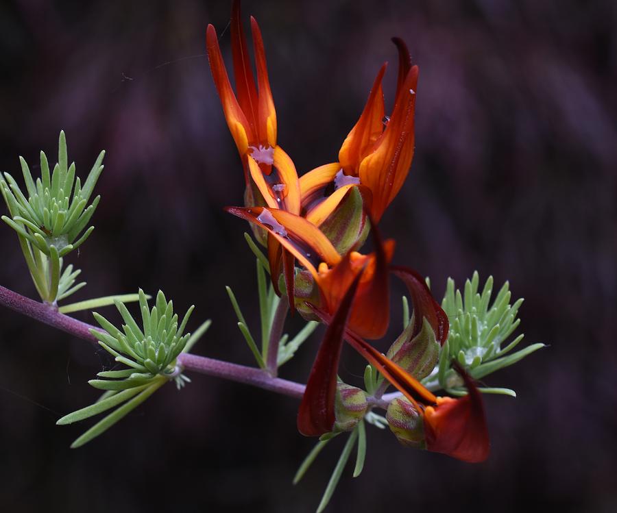 Fire Flower Photograph by Jimmy Chuck Smith