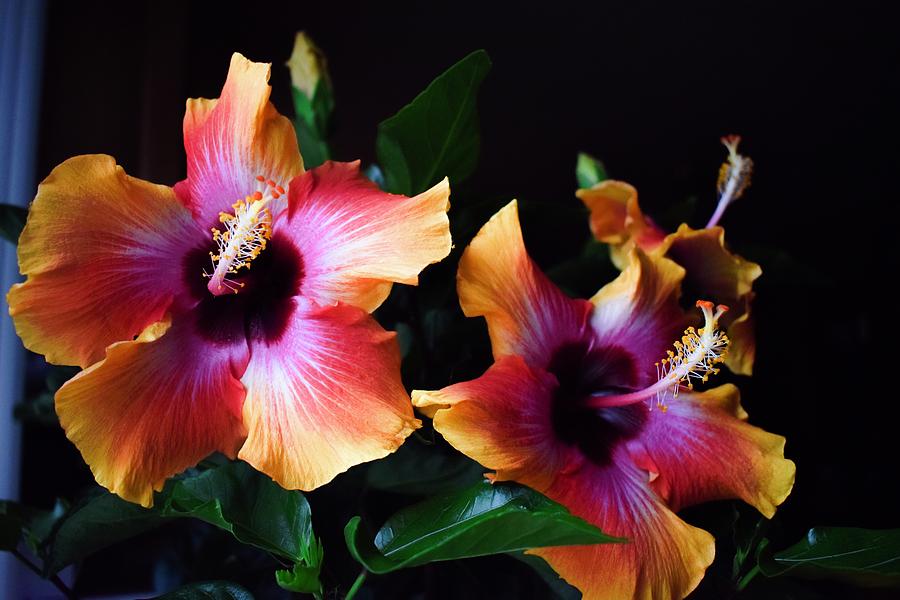 Fire Hibiscus Photograph by Laura Jonsson - Fine Art America