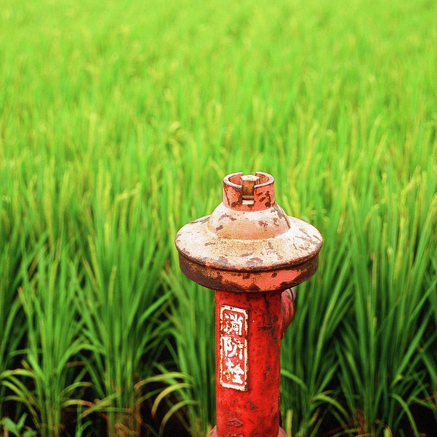 Fire Hydrant By The Rice Paddy Field Photograph by Lin Yu Wei