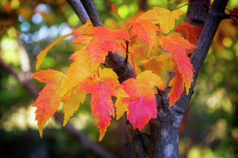 Fire Leaves Photograph by Shelly Gunderson