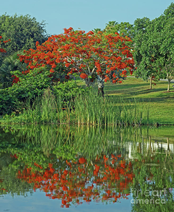 Landscape Photograph - Fire On The Water Royal Poinciana by Larry Nieland