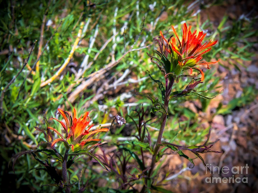 Fire Paintbrush by Stan Townsend Fire Paintbrush by Stan Townsend