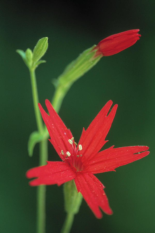 Fire Pink Flower Silene Virginica North Photograph by Nhpa