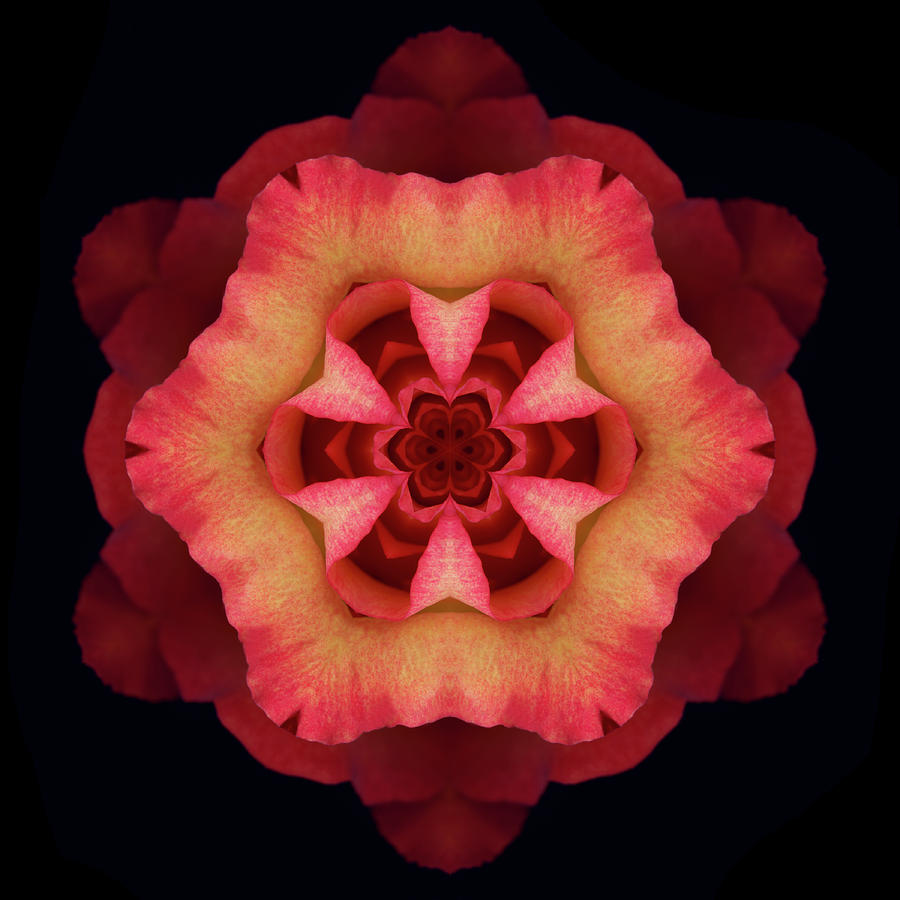 Fire Rose 2 by Marsha Tudor Fire Rose 2 by Marsha Tudor