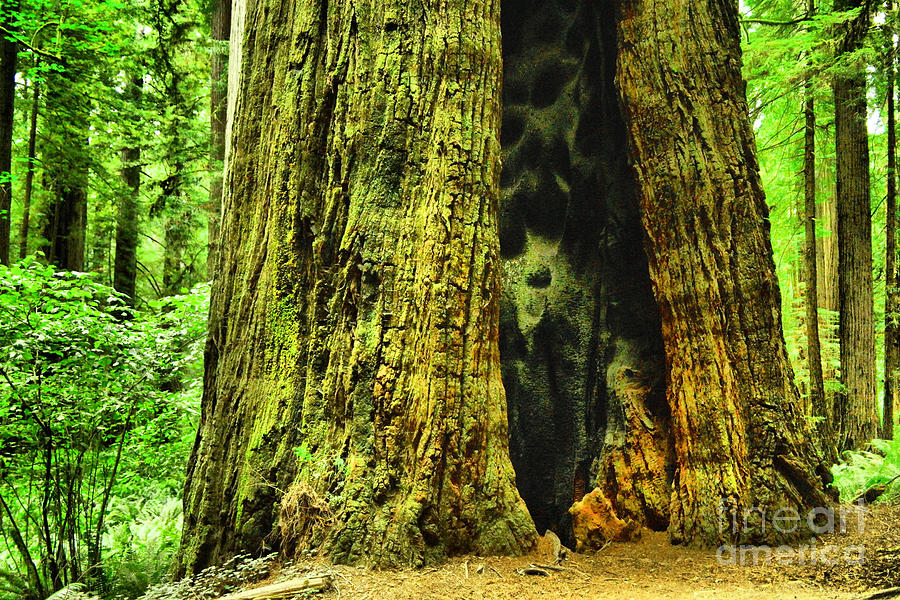 Fire scars in old-growth tree trunk Photograph by Jeff Swan | Fine Art ...