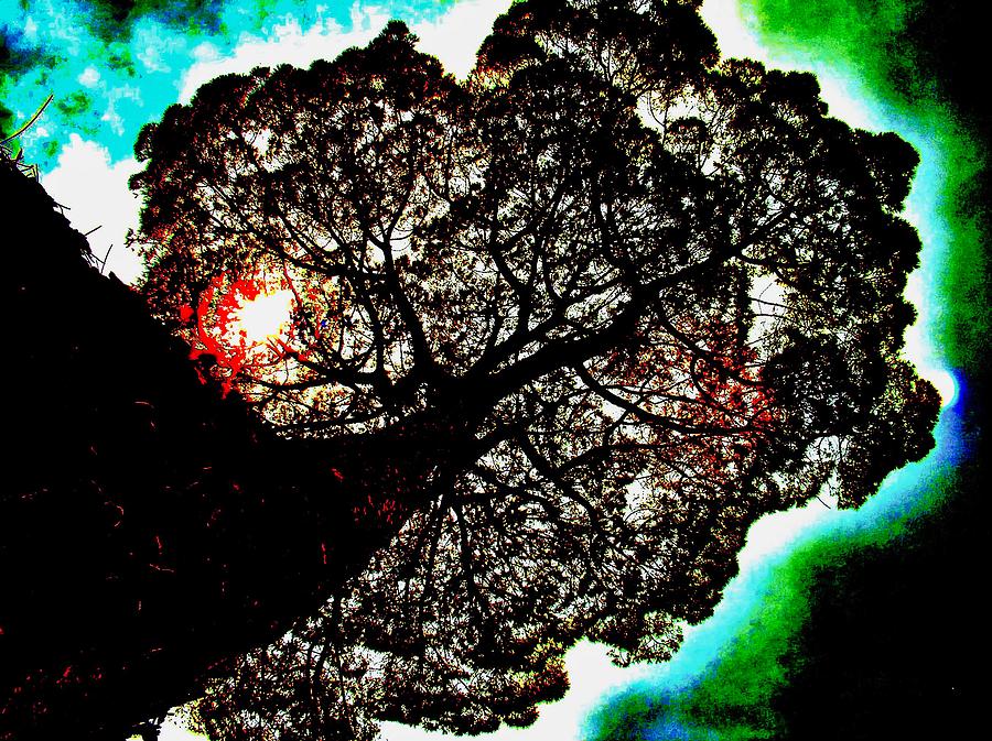 Fire Tree Abstract Photograph by Mark J Dunn