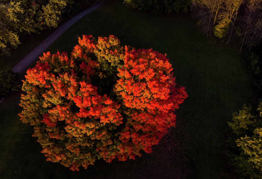 Fire Tree Photograph by Mircea Costina Photography