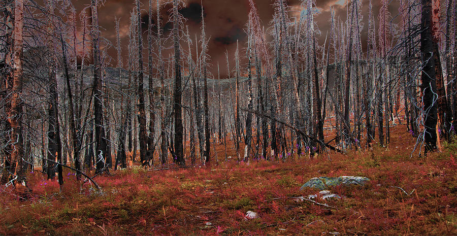 fire trees by David Brookwell fire trees by David Brookwell