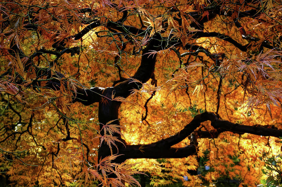 Fire Within by Ronda Broatch Fire Within by Ronda Broatch